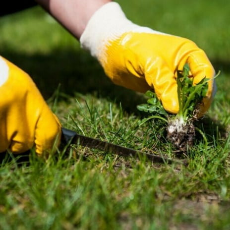 onkruid-in-gazon-940-x-940