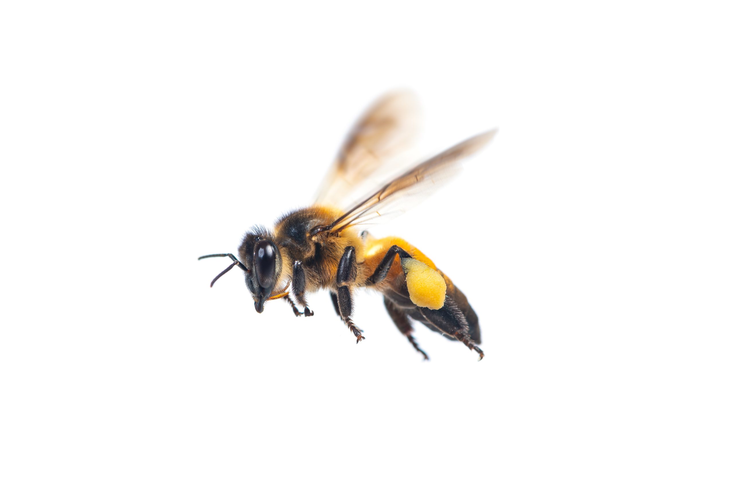 A,Close,Up,Of,Flying,Bee,Isolated,On,White,Background