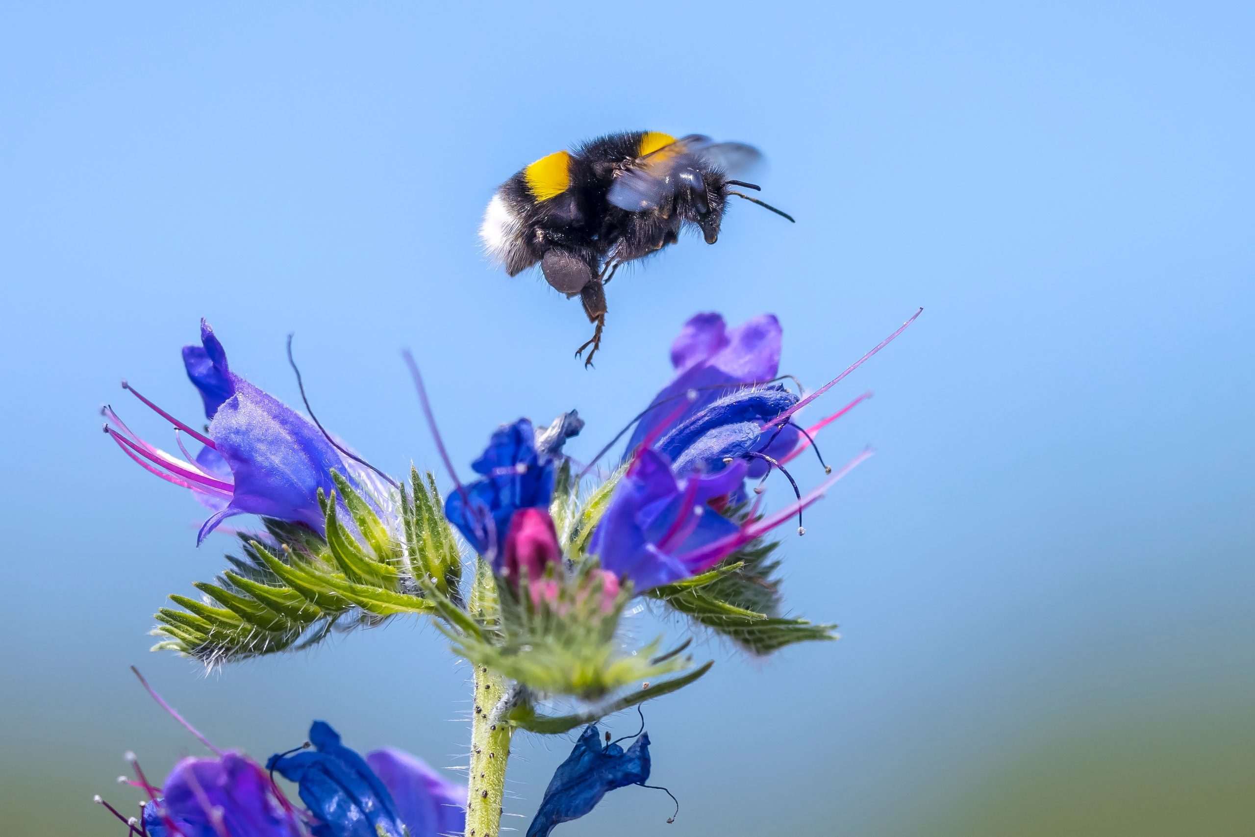 Closeup,Of,A,Bombus,Terrestris,,The,Buff-tailed,Bumblebee,Or,Large