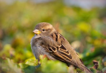 Sparrow,In,The,Green,Autumn,Garden