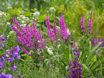 Lythrum,Salicaria,-,Purple,Loosestrife