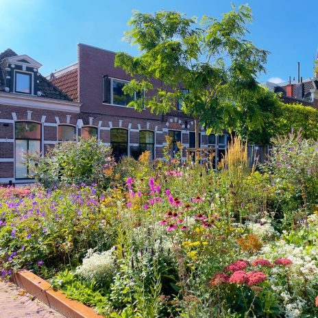 biodiverse stadstuin